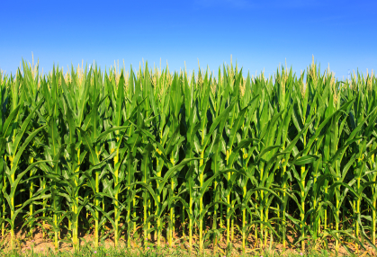 Four Crops – But Mostly Corn – Can Negatively Affect Global Temperatures
