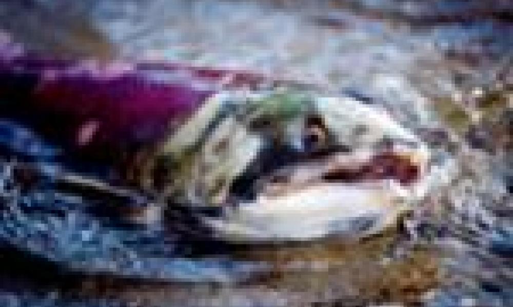 B.C. salmon farmers putting $1.5M into research