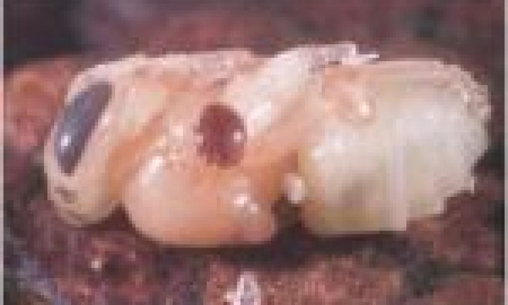 Bee virus spread is human-made, driven by European honeybee populations