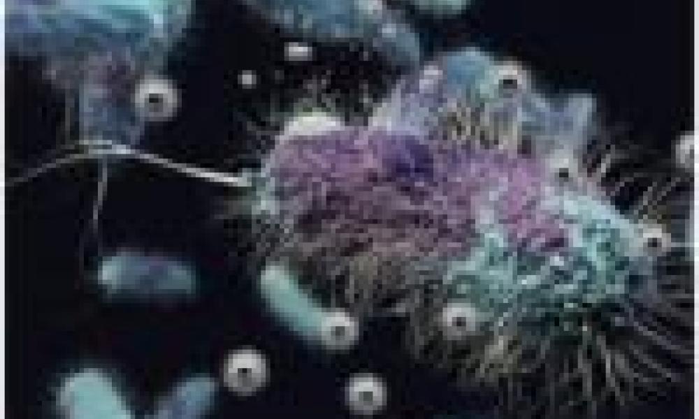 Lithium battery catalyst found to harm key soil microorganism