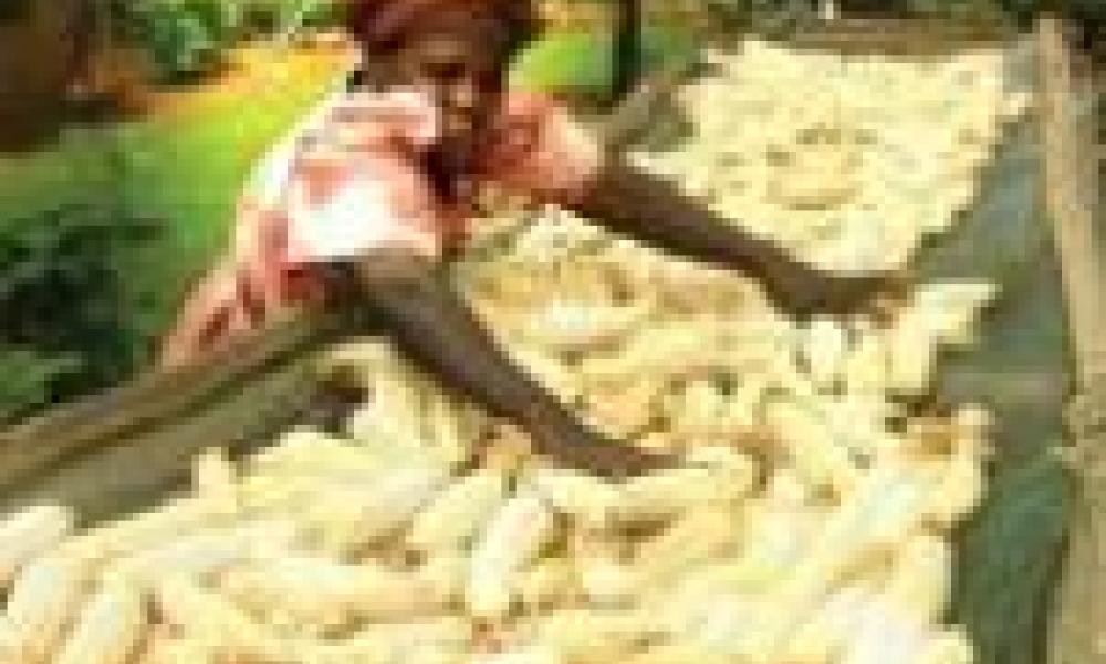 Maize farming gets US$4 million boost
