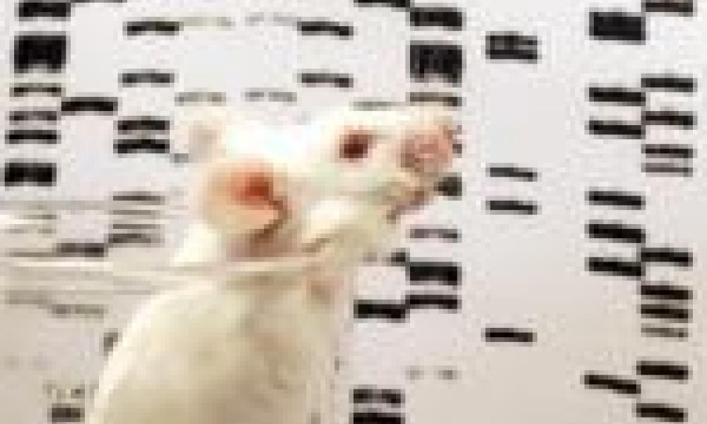 New view of mouse genome finds many similarities, striking differences with human genome
