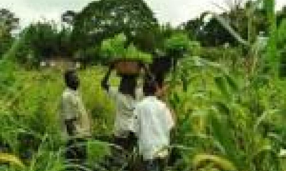 Maize improvement in Ghana - The contribution of CSIR