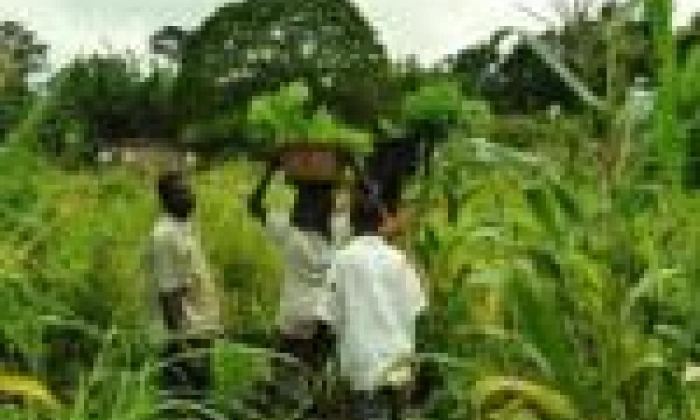 Group explores viable agric options in Northern region