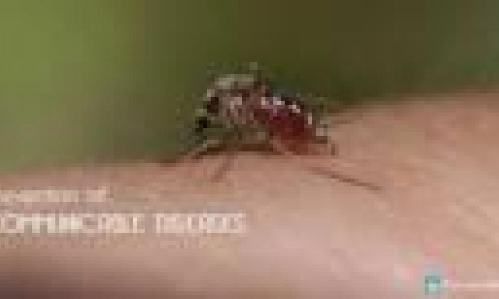 GlaxoSmithKline Calls For Research Into Communicable Diseases