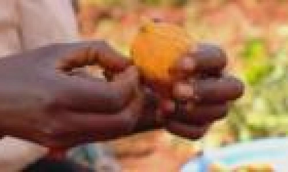 Sweet potato Vitamin A research wins World Food Prize