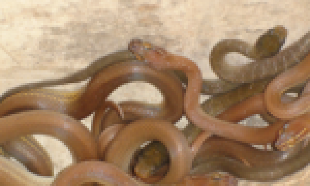 Snake invasion linked to extreme starvation