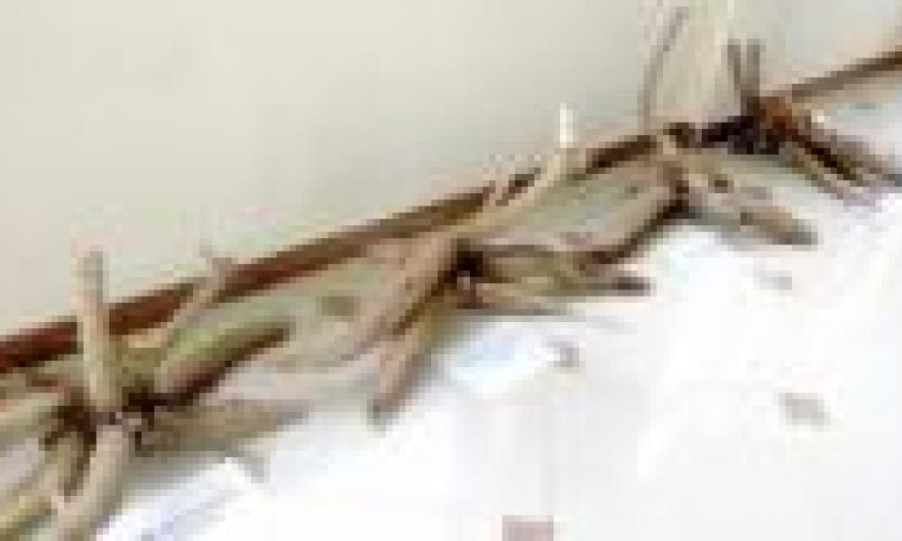 CSIR-CRI releases new cassava varieties