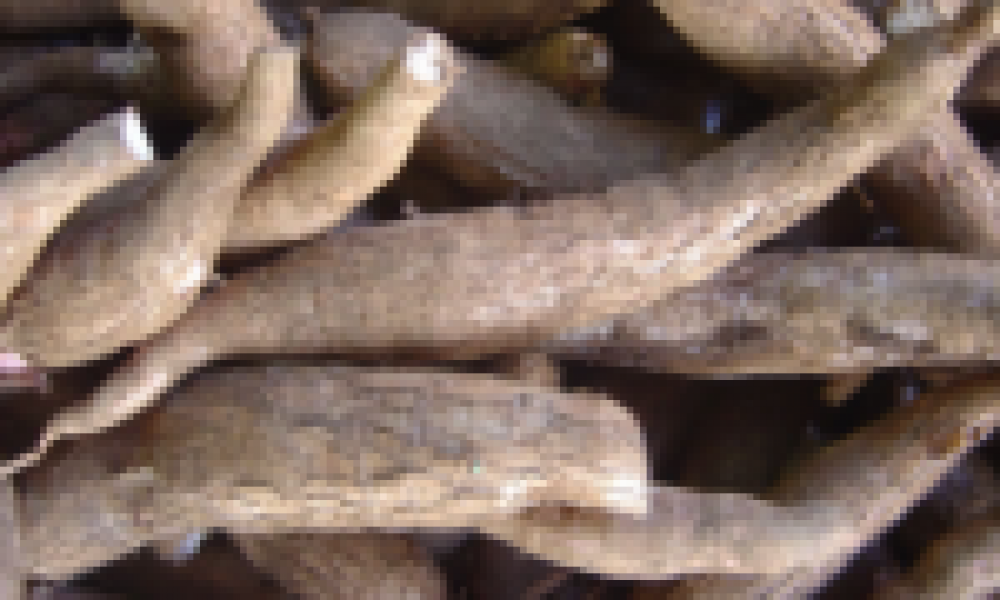Ghana’s cassava in demand for commercial and industrial use 