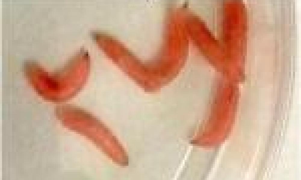 Maggots Modified to Heal Wounds Faster