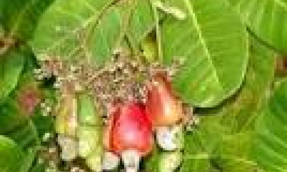 African gov'ts urged to invest in cashew industry