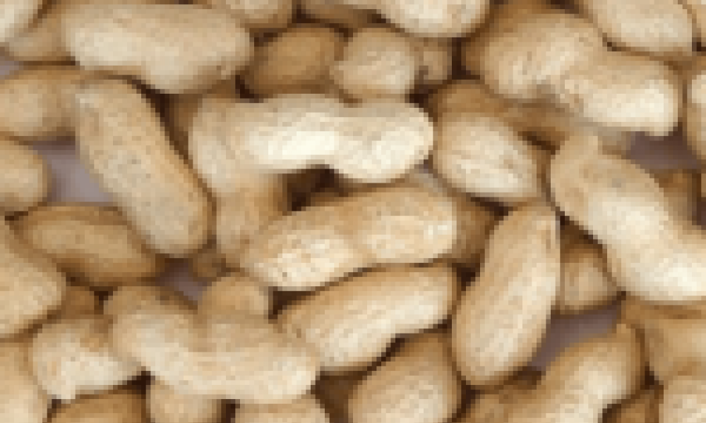 Ghana to host world groundnut researchers in Tamale