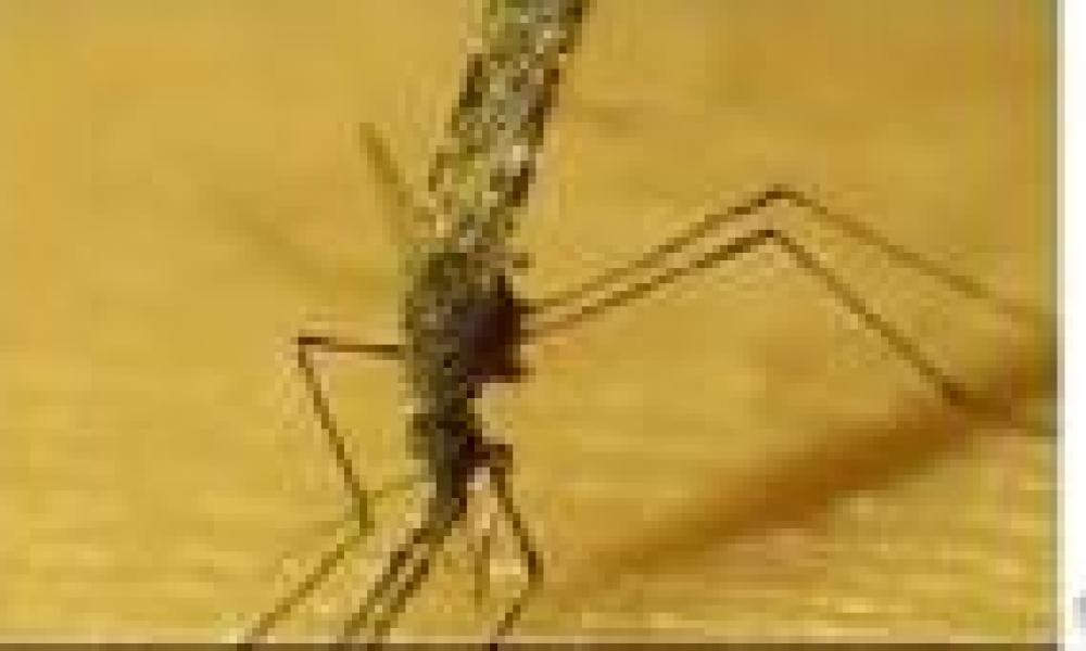 Malaria vaccine to be introduced in Africa soon