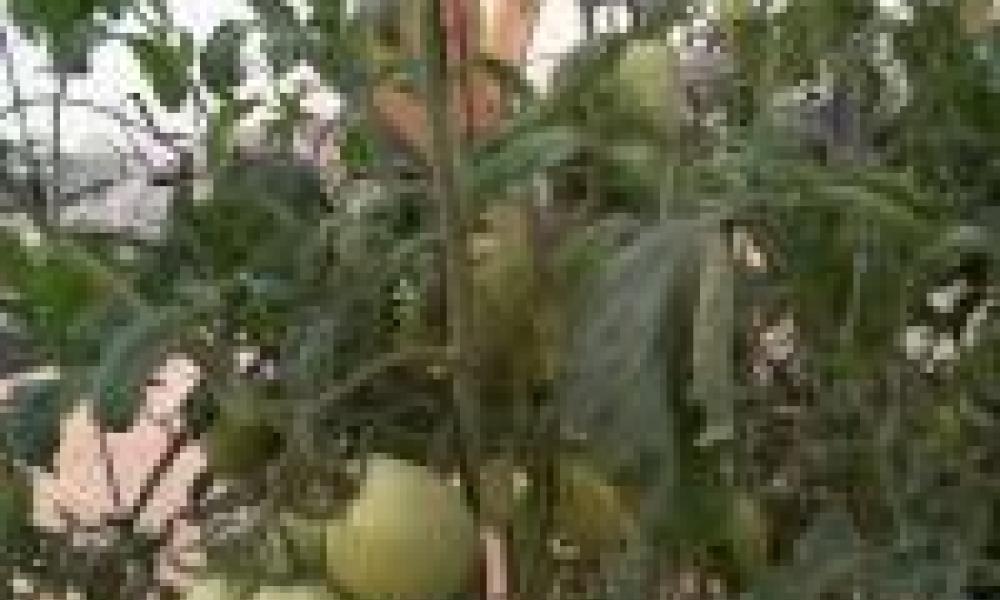 Greenhouse farming can improve Ghana’s tomato production - CSIR