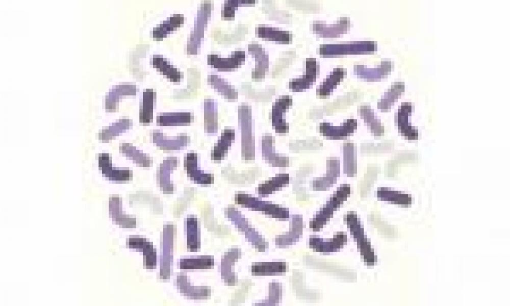 Mapping the Microbiome: Vaginal Bacteria and HIV Risk