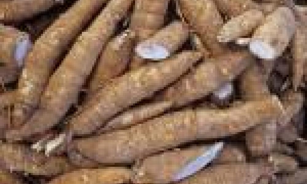 Researchers review cassava diseases control project 