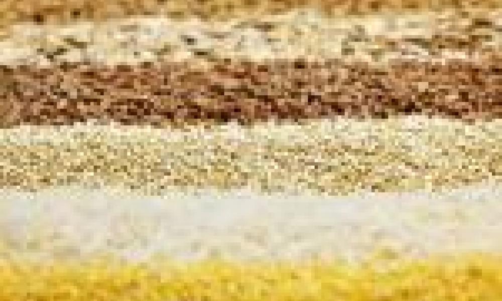 Research institutions to develop improved cereal varieties 