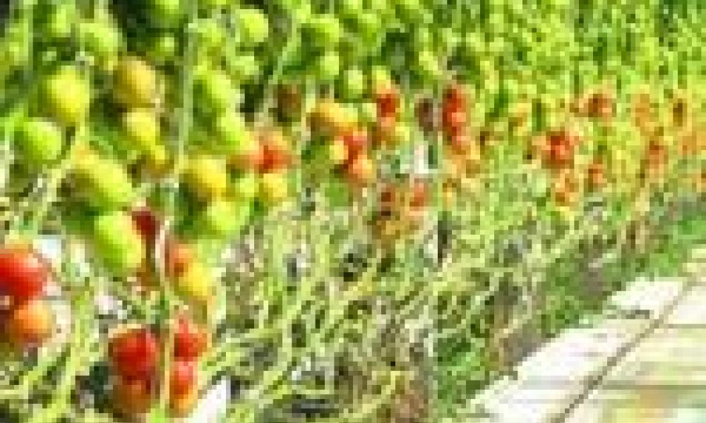 India funds $2 mn greenhouse tomato production project in Ghana