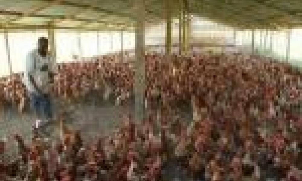 Tax on imported poultry an exercise in futility - Research