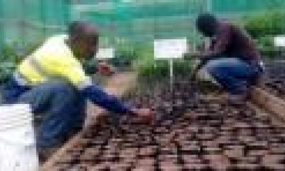 Communities within Ghana’s Western Elephant Corridor tree cover increases