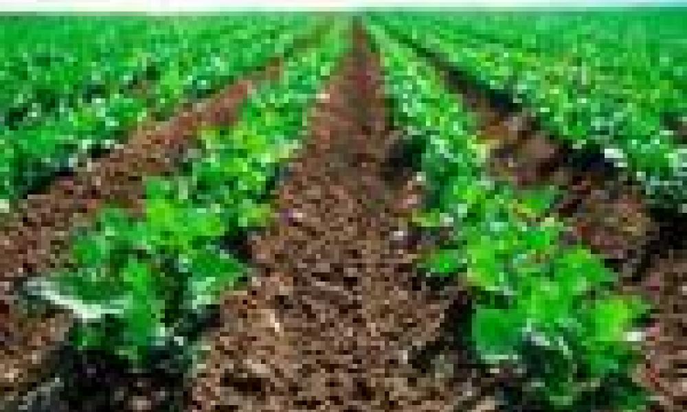 Ghana receives five applications for research on biotechnology crops 