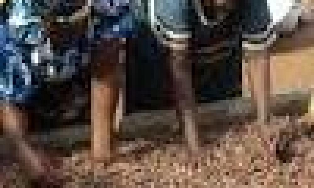 Ghana, 5 other Africa countries benefit from $13M shea project