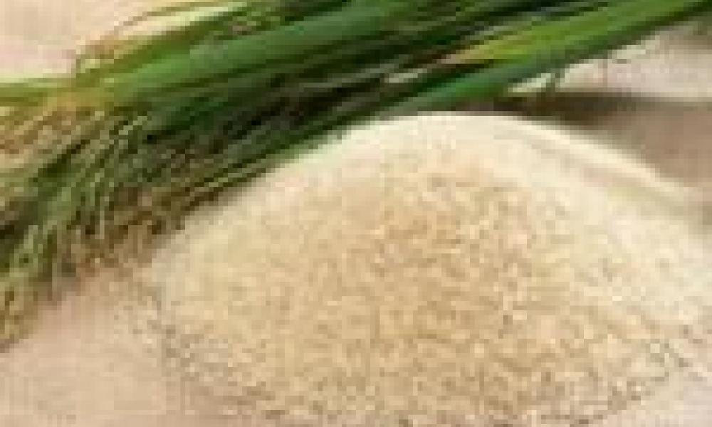 Northern rice farmers benefit from rice seed project 
