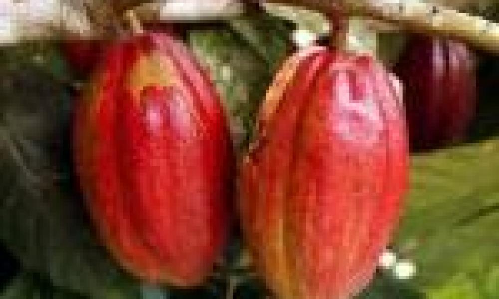 Institute takes steps to maintain quality of Ghana’s cocoa beans