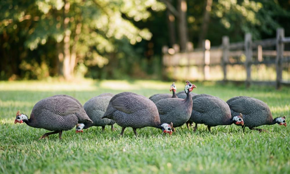 Guinea Fowl