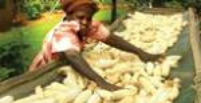 Maize farming gets US$4 million boost