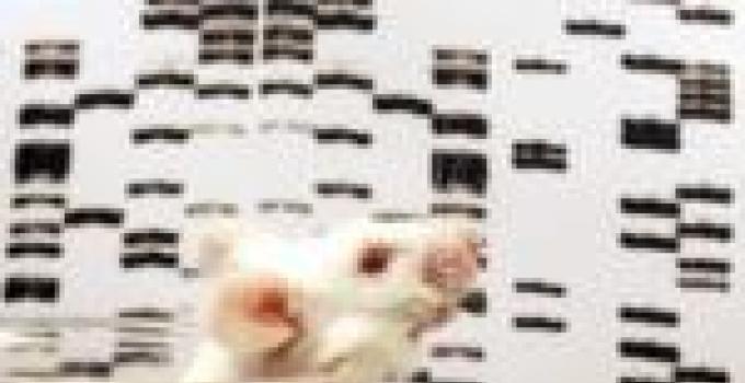 New view of mouse genome finds many similarities, striking differences with human genome