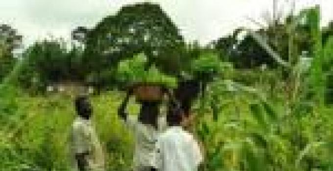 Maize improvement in Ghana - The contribution of CSIR