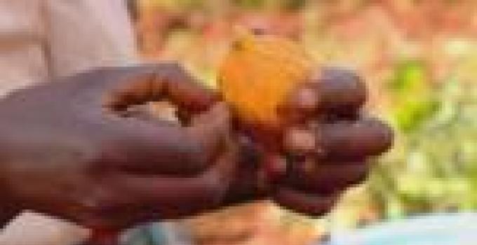 Sweet potato Vitamin A research wins World Food Prize