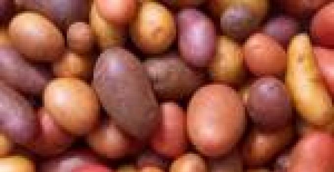 Farmers in Ghana find sweet spot in sweet potato
