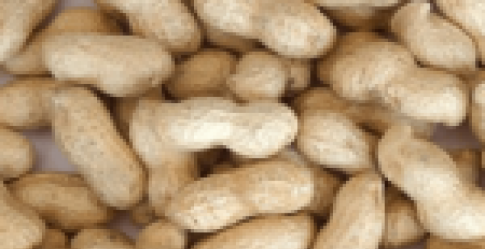 Ghana to host world groundnut researchers in Tamale