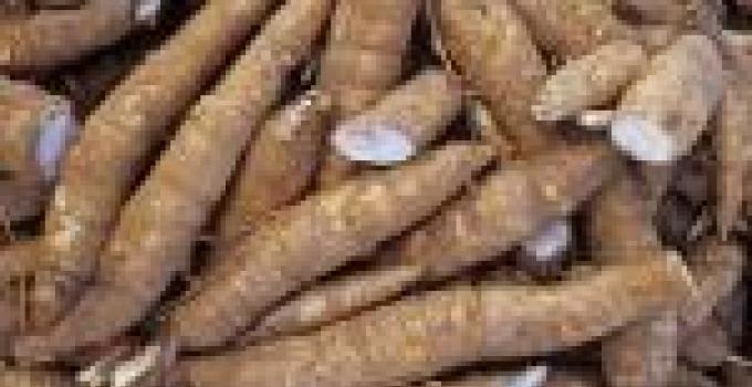 Researchers review cassava diseases control project 