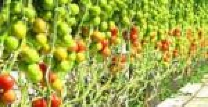 India funds $2 mn greenhouse tomato production project in Ghana