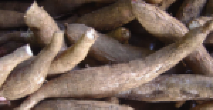 Ghana can produce 30 million metric tons of cassava – CRI