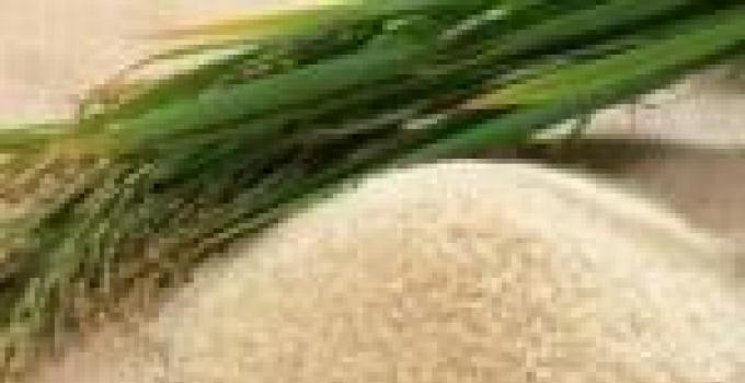 Northern rice farmers benefit from rice seed project 