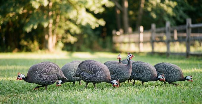 Guinea Fowl